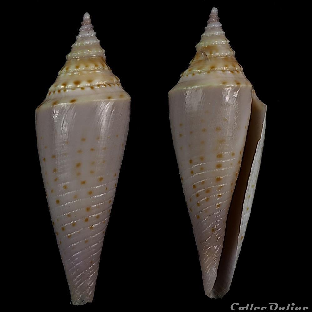 Fusiconus (Fusiconus) ramalhoi (Coomans, Moolenbeek & Wils, 1986) coquillage fossile gastropodum fusiconus fusiconus ramalhoi coomans moolenbeek wils 1986
