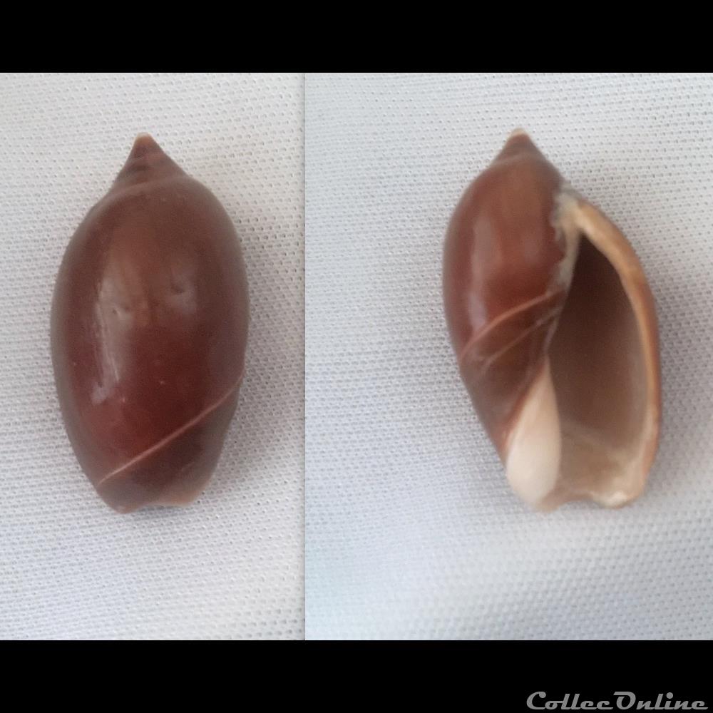 coquillage fossile gastropodum oliva strephona peruviana castanea f ford j in johnson c w 1911