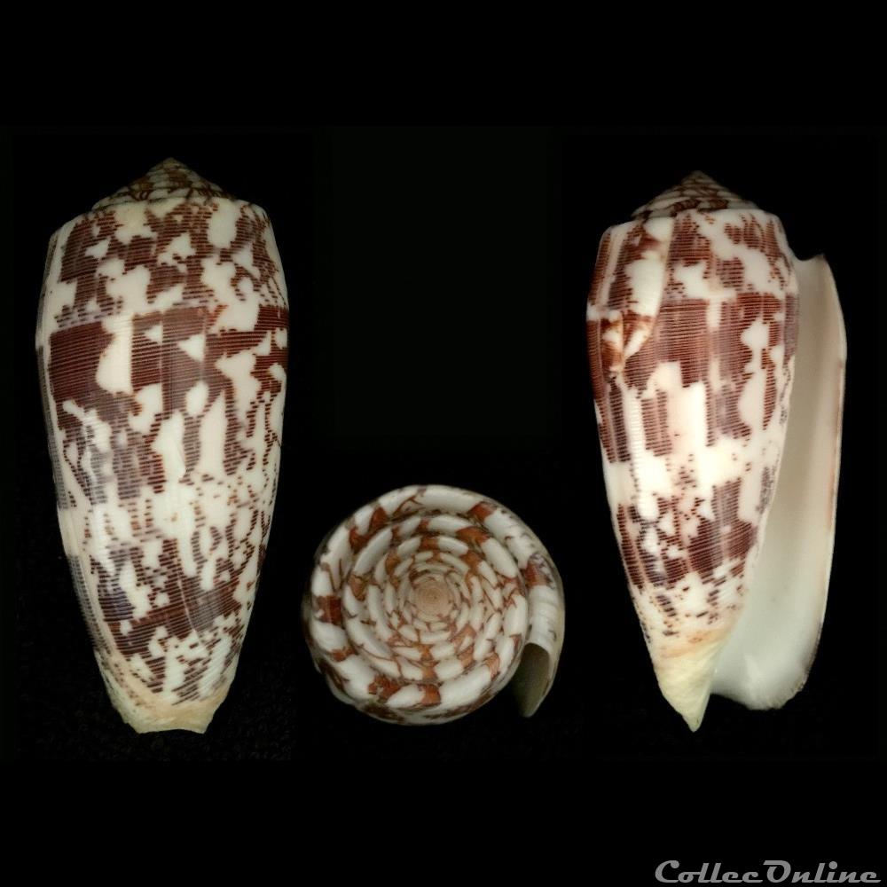 Pionoconus striatus striatus (Linnaeus, 1758) coquillage fossile gastropodum pionoconus striatus striatus linnaeus 1758