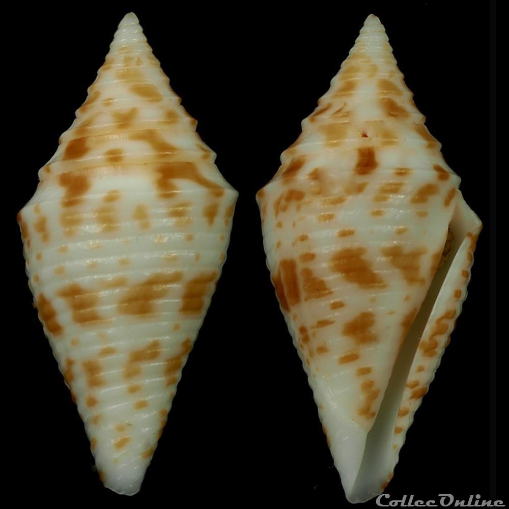 Turriconus (Turriconus) praecellens (A. Adams, 1855) coquillage fossile gastropodum turriconus turriconus praecellens a adams 1855
