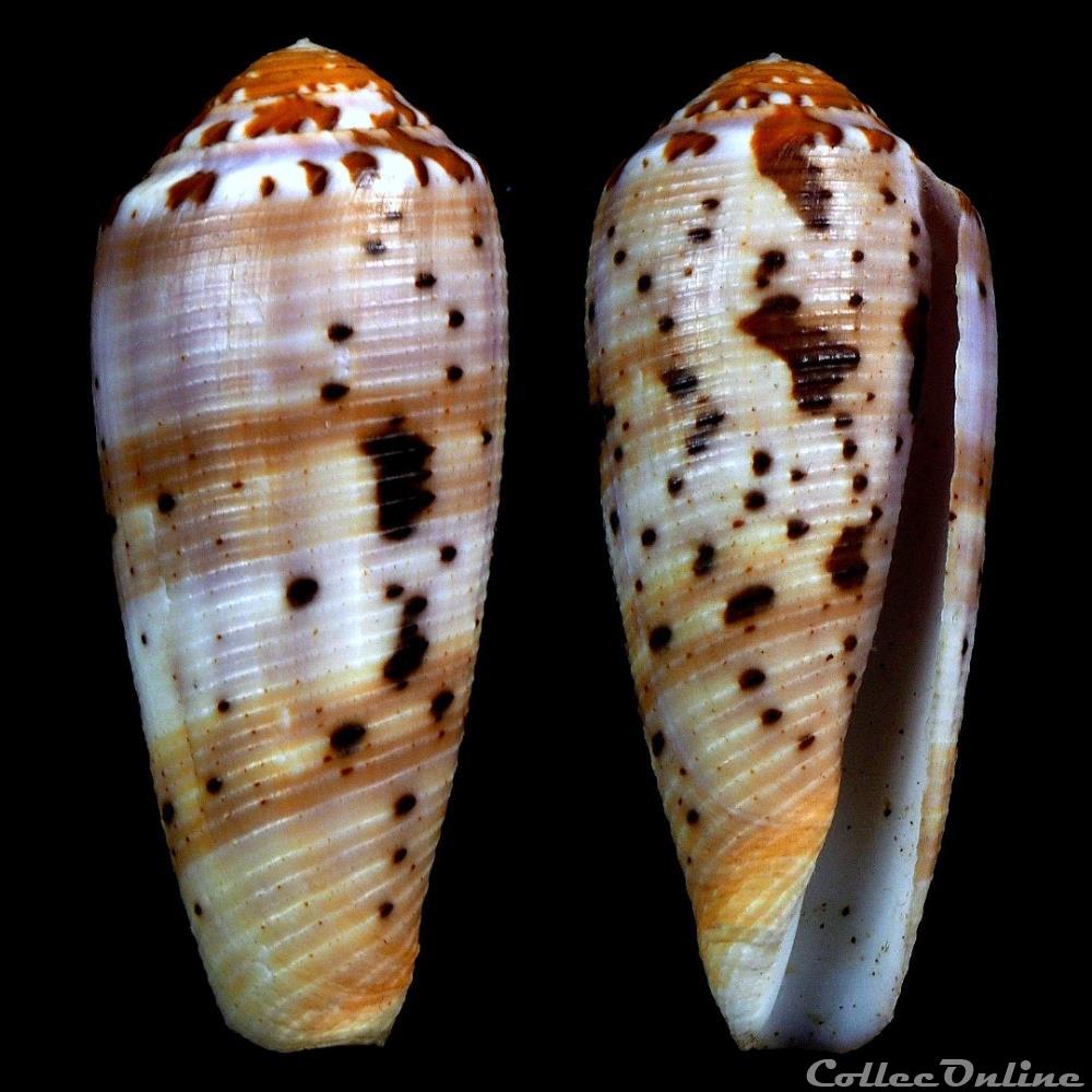 Pionoconus circumcisus (Born, 1778) coquillage fossile gastropodum pionoconus circumcisus born 1778