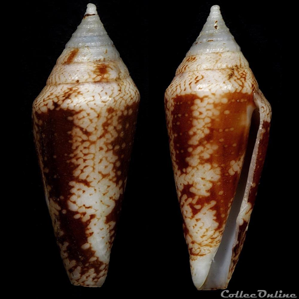 Mitraconus dondani (Kosuge, 1981) coquillage fossile gastropodum mitraconus dondani kosuge 1981