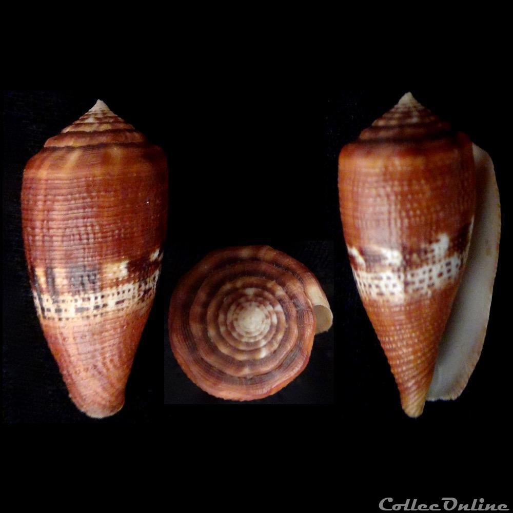 Rubroconus coccineus (Gmelin, 1791) coquillage fossile gastropodum rubroconus coccineus gmelin 1791