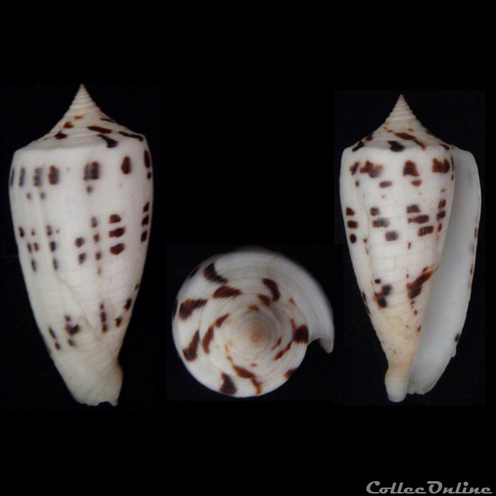 Phasmoconus (Phasmoconus) collisus (Reeve, 1849) coquillage fossile gastropodum phasmoconus phasmoconus collisus reeve 1849