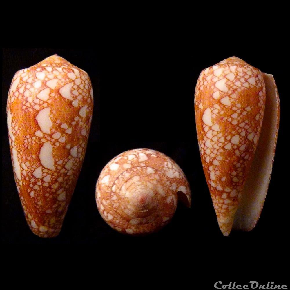 Darioconus omaria f. patonganus (Hwass in Bruguière, 1792) coquillage fossile gastropodum darioconus omaria f patonganus hwass in bruguiere 1792