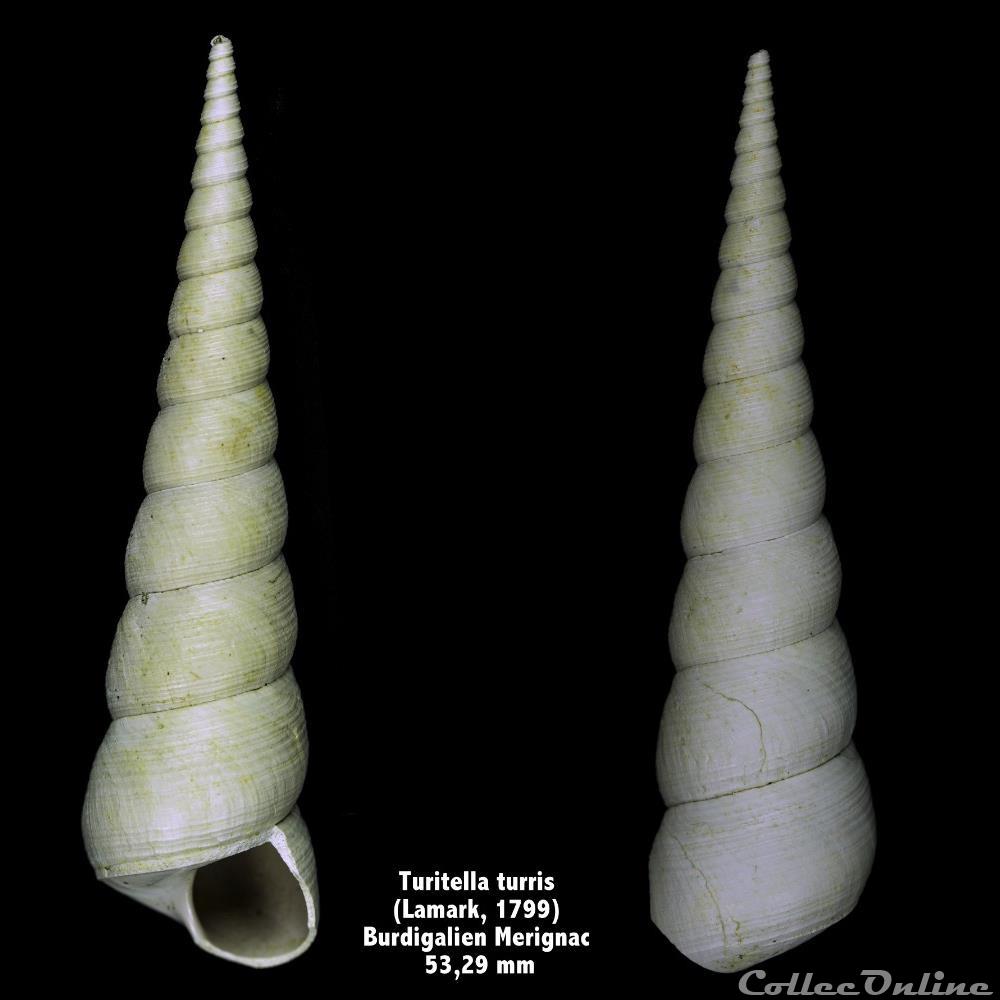 Turritella turris(Lamarck, 1799) coquillage fossile invertebre turritella turris lamarck 1799