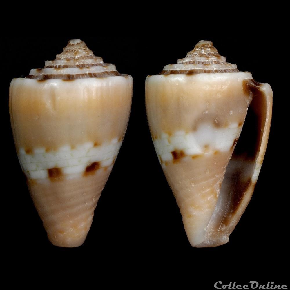 Pseudolilliconus korni (Raybaudi Massilia, 1993) coquillage fossile gastropodum pseudolilliconus korni raybaudi massilia 1993