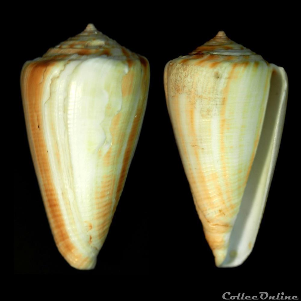 Monteiroconus ambiguus (Reeve, 1844) coquillage fossile gastropodum monteiroconus ambiguus reeve 1844