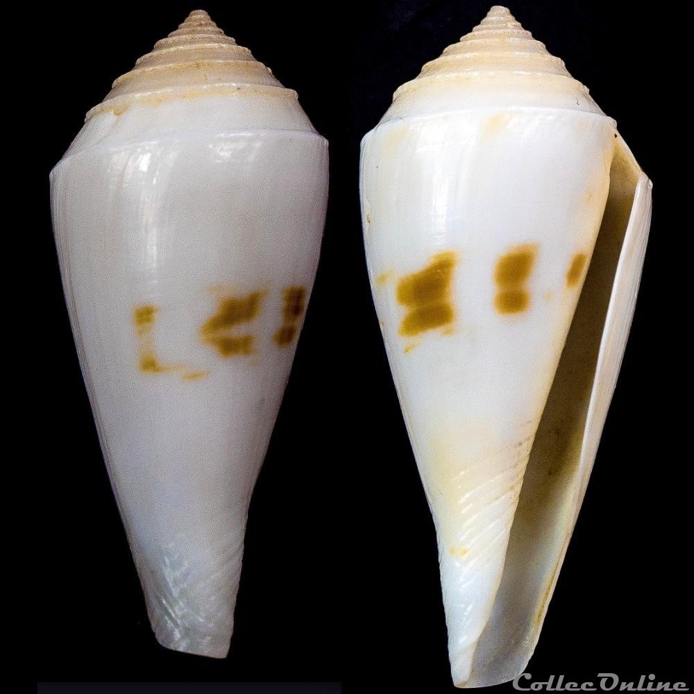 Endemoconus bozzetti (Lauer, 1991) coquillage fossile gastropodum endemoconus bozzetti lauer 1991