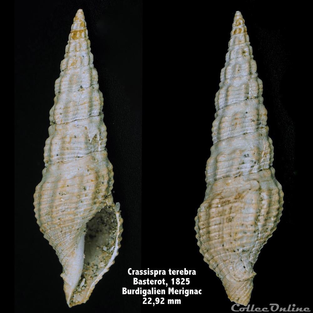 Crassispira terebra, Basterot 1825 coquillage fossile invertebre crassispira terebra basterot 1825
