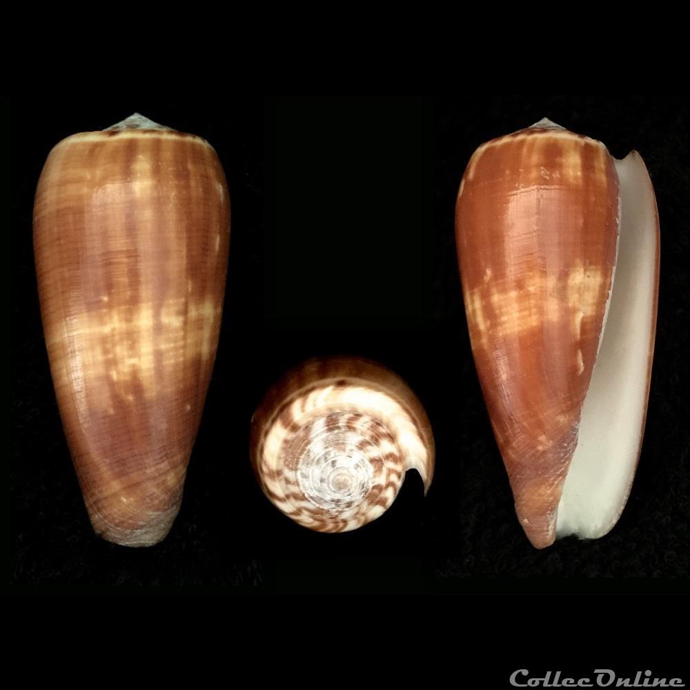 coquillage fossile gastropodum pionoconus magus linnaeus 1758