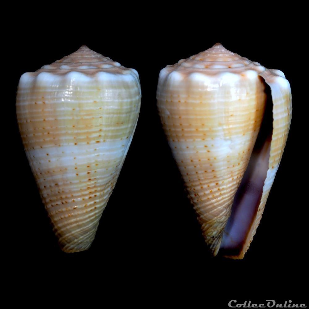 Kioconus (Kioconus) parvulus (da Motta, 1989) coquillage fossile gastropodum kioconus kioconus parvulus da motta 1989