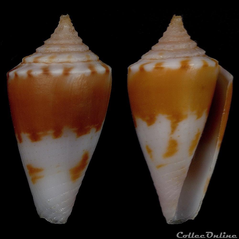 Lividoconus garywilsoni (Lorenz & Morrison, 2004) coquillage fossile gastropodum lividoconus garywilsoni lorenz morrison 2004