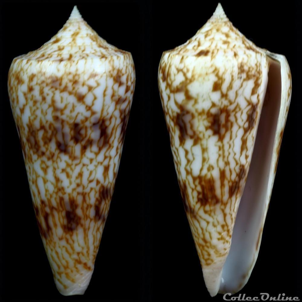 Phasmoconus (Phasmoconus) neptunus (Reeve, 1843) coquillage fossile gastropodum phasmoconus phasmoconus neptunus reeve 1843
