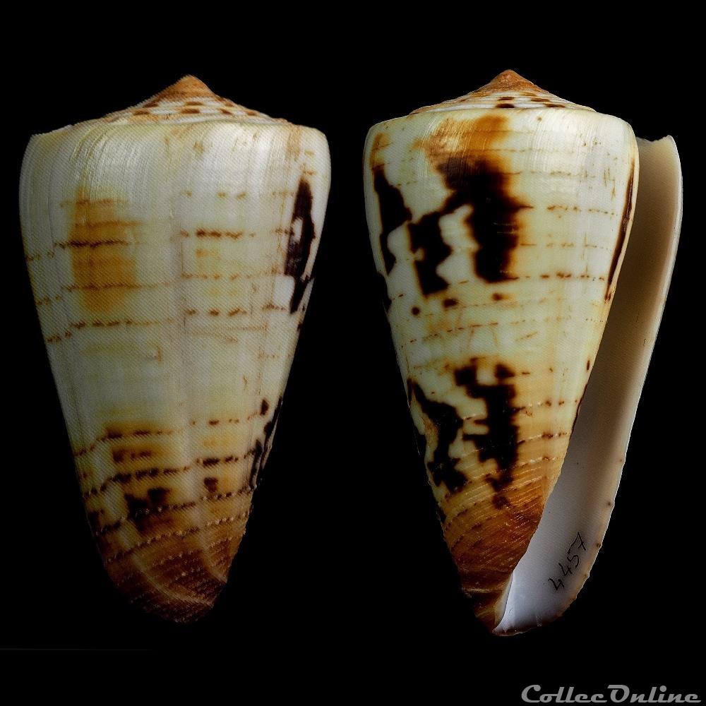 Strategoconus (Vituliconus) ferrugineus f. chenui (Weinkauff, 1873) coquillage fossile gastropodum strategoconus vituliconus ferrugineus f chenui weinkauff 1873