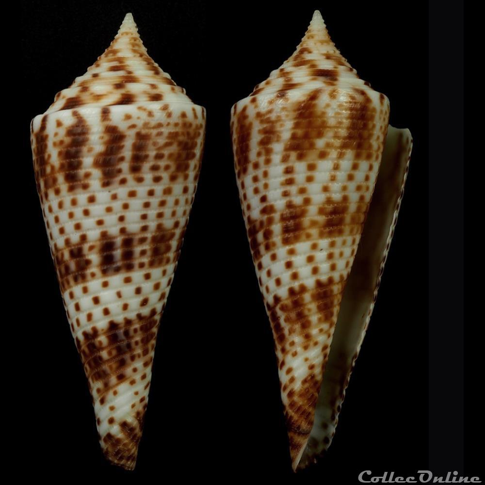 Fusiconus (Bathyconus) comatosus (Pilsbry, 1904) coquillage fossile gastropodum fusiconus bathyconus comatosus pilsbry 1904