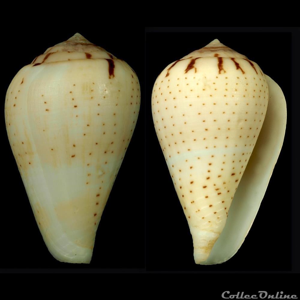 coquillage fossile gastropodum lautoconus varioconus micropunctatus rolan rockel 2000