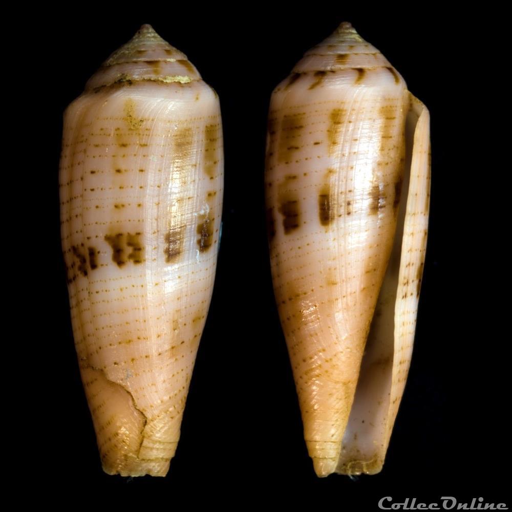 Kioconus (Isoconus) viola (Cernohorsky, 1977) coquillage fossile gastropodum kioconus isoconus viola cernohorsky 1977