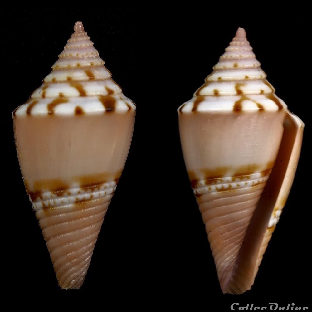 Conasprella articulata (Sowerby II, 1873) coquillage fossile gastropodum conasprella articulata sowerby ii 1873
