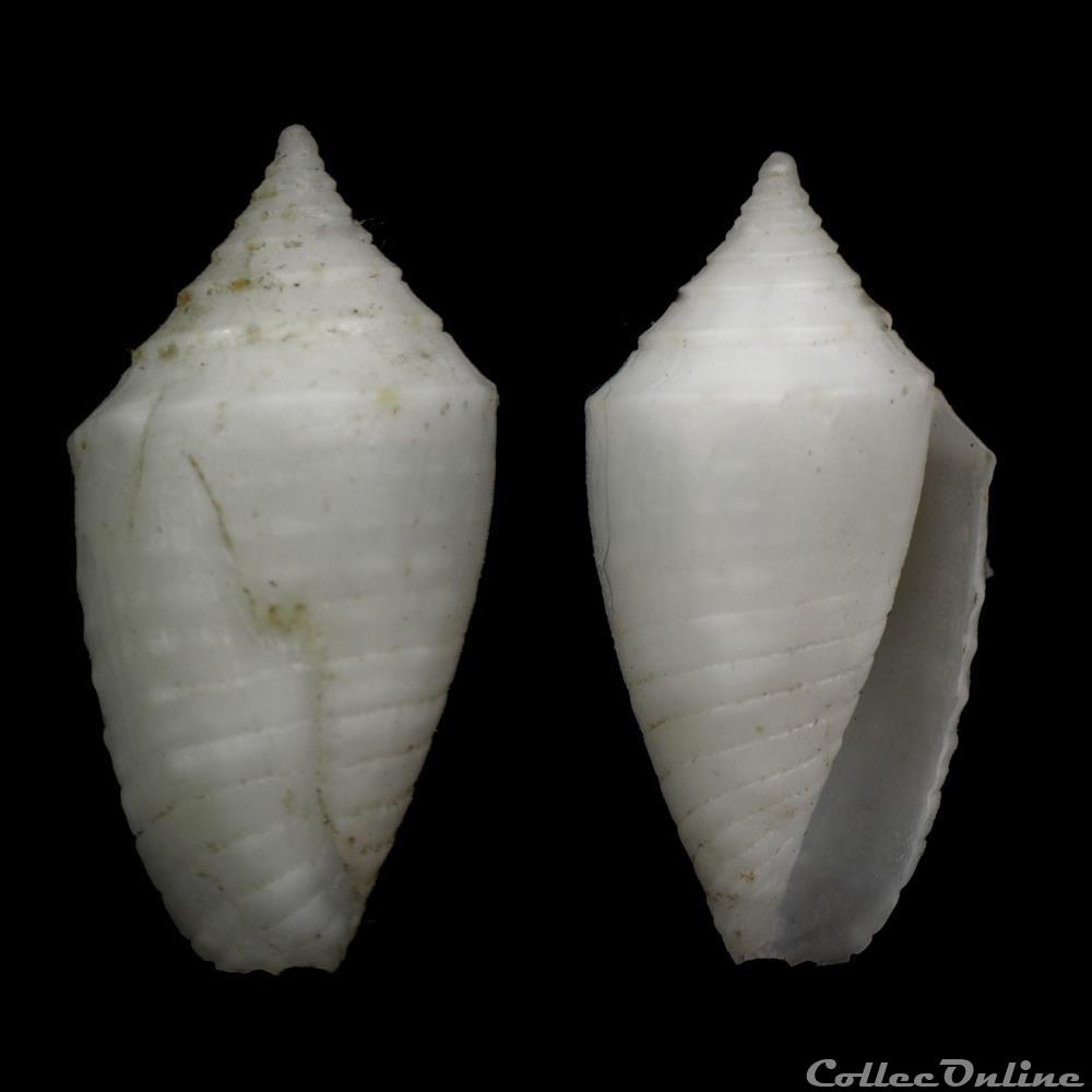coquillage fossile gastropodum ximeniconus jaspidiconus exumaensis petuch 2013