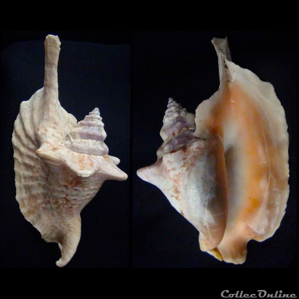 coquillage fossile gastropodum euprotomus