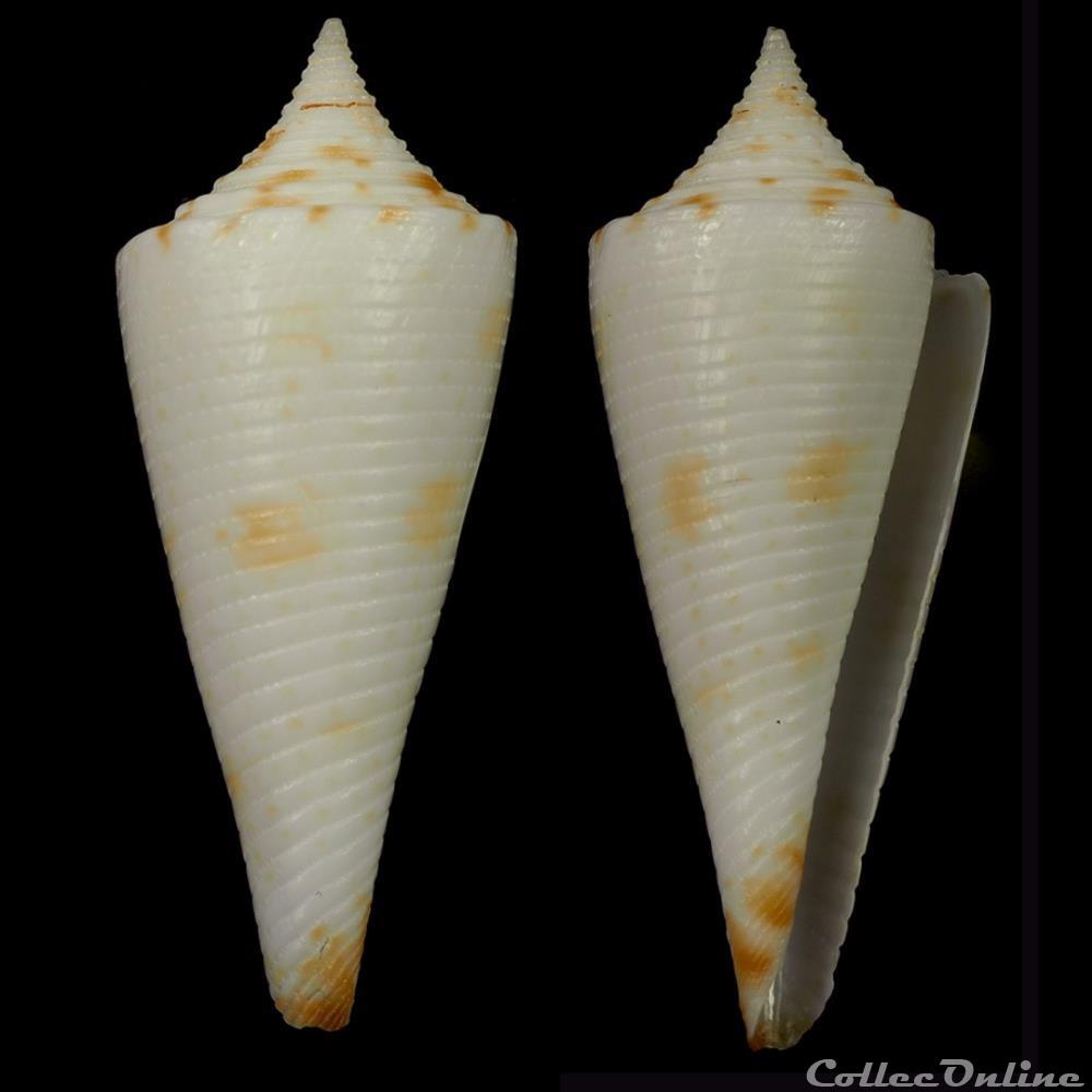 Fusiconus (Bathyconus) comatosus (Pilsbry, 1904) coquillage fossile gastropodum fusiconus bathyconus comatosus pilsbry 1904