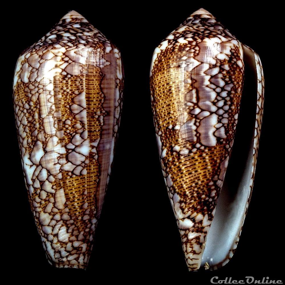 Darioconus pennaceus pennaceus (Born, 1778) coquillage fossile gastropodum darioconus pennaceus pennaceus born 1778