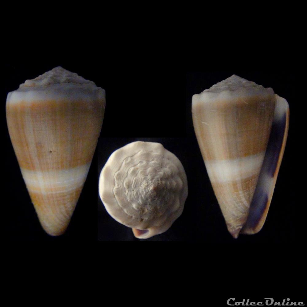 coquillage fossile gastropodum lividoconus lividoconus lividus hwass in bruguiere 1792