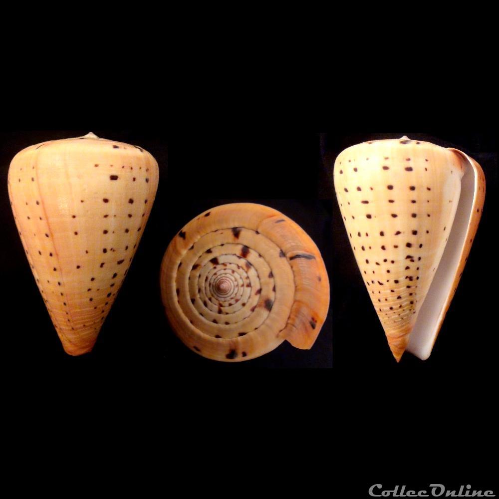 Dendroconus betulinus (Linnaeus, 1758) coquillage fossile gastropodum dendroconus betulinus linnaeus 1758
