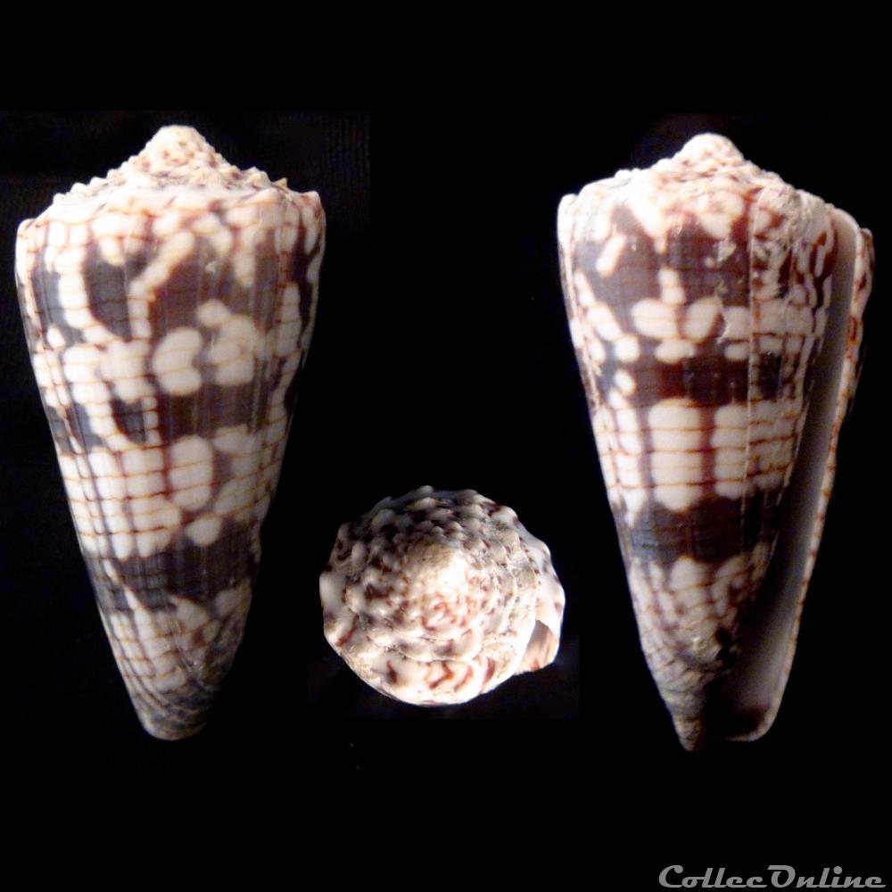 coquillage fossile gastropodum rhombiconus zonatus hwass in bruguiere 1792