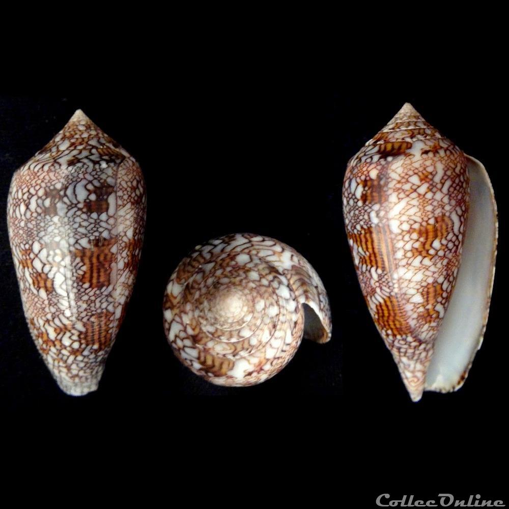 coquillage fossile gastropodum cylindrus archiepiscopus f euetrios sowery iii 1882
