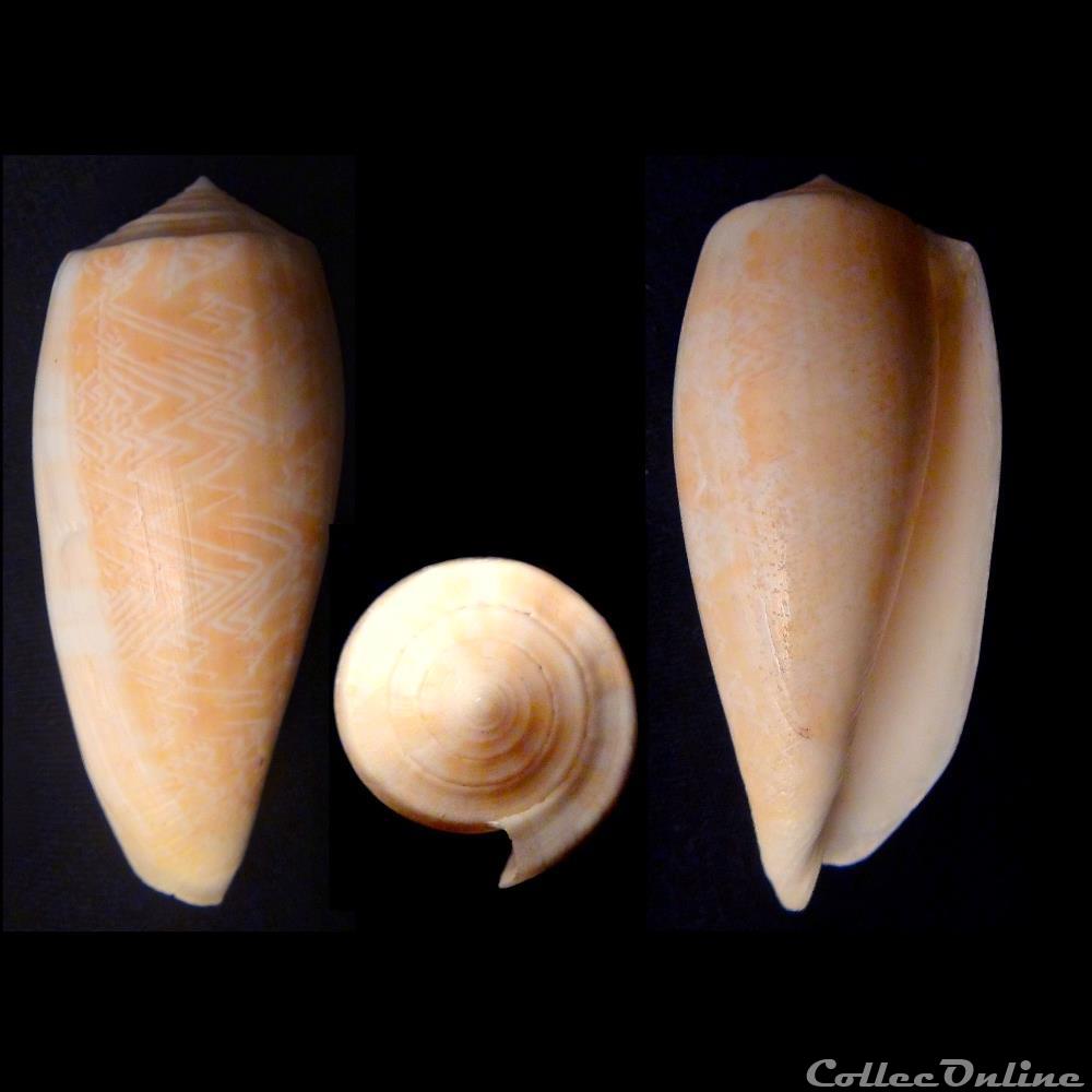 Textila (Textila) vicweei (Old, 1973) coquillage fossile gastropodum textila textila vicweei old 1973