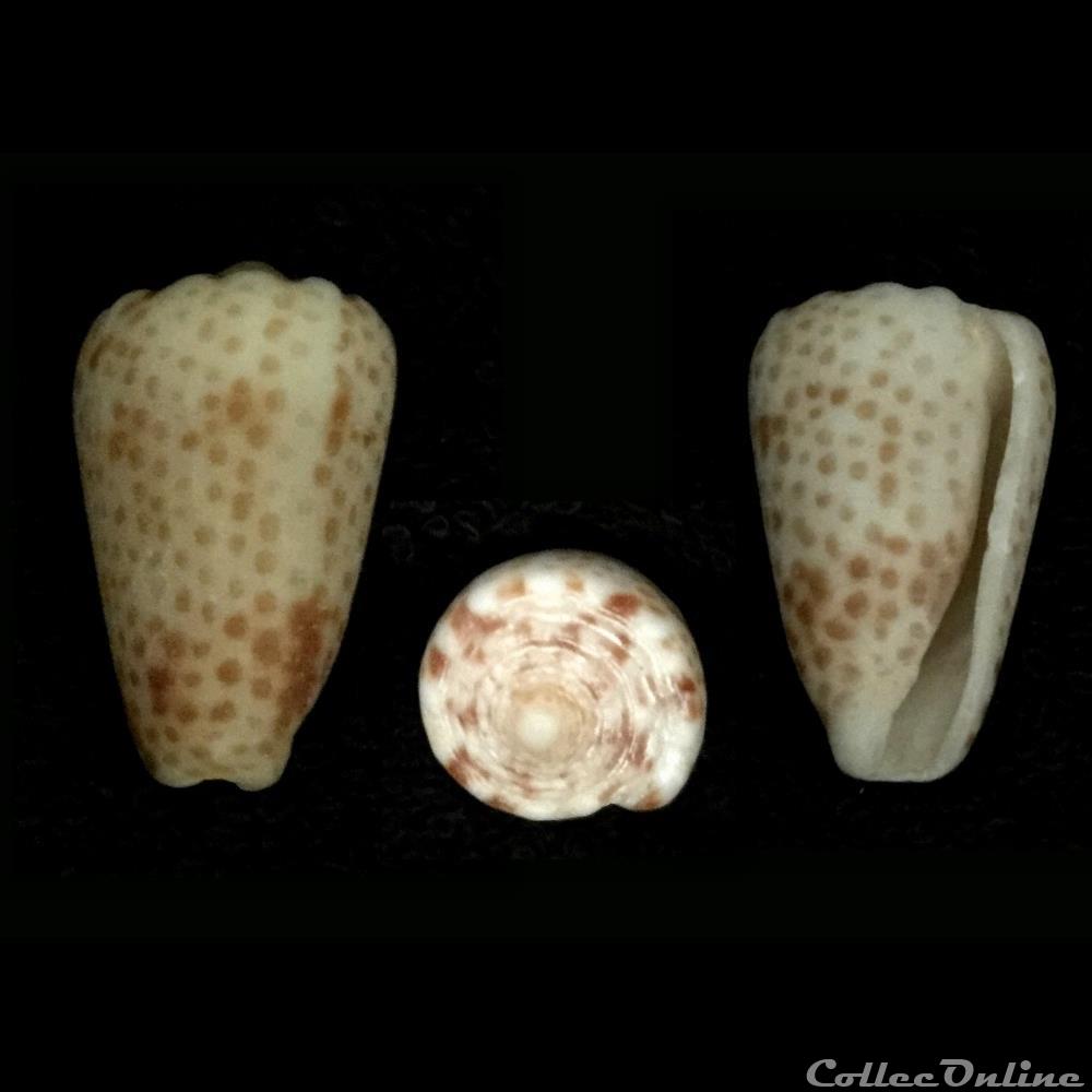 Puncticulis vautieri (Kiener, 1845) coquillage fossile gastropodum puncticulis vautieri kiener 1845