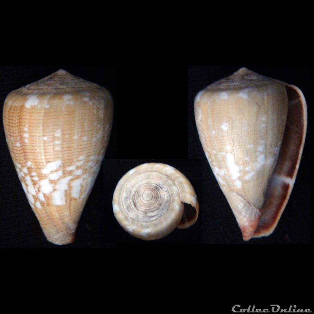 coquillage fossile gastropodum lautoconus africonus boavistensis rolan 1990