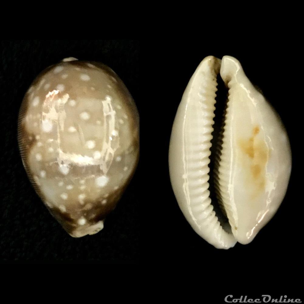 coquillage fossile gastropodum lyncina vitellus linnaeus 1758
