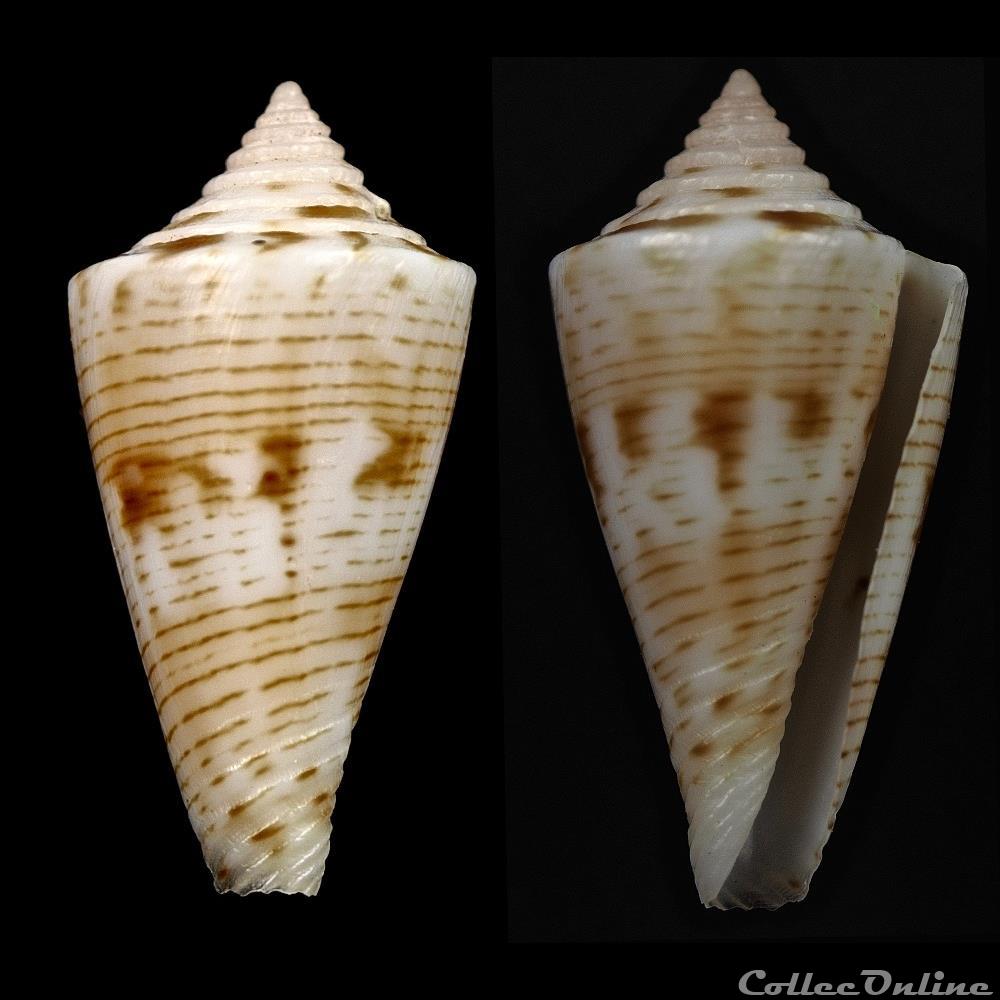 coquillage fossile gastropodum kioconus nitidoconus ruthae monnier limpalaer 2013