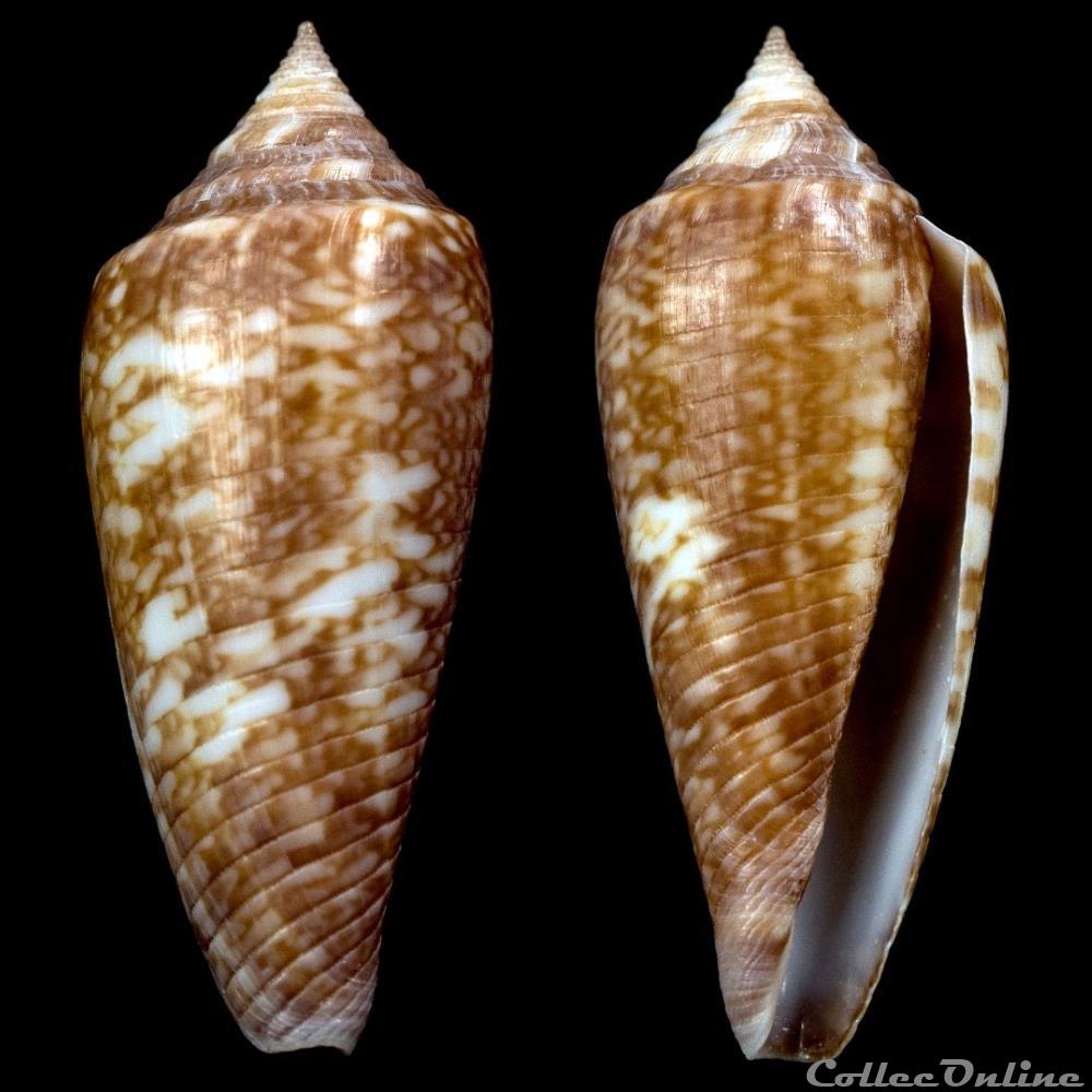 Phasmoconus (Phasmoconus) lienardi (Bernardi & Crosse, 1861) coquillage fossile gastropodum phasmoconus phasmoconus lienardi bernardi crosse 1861