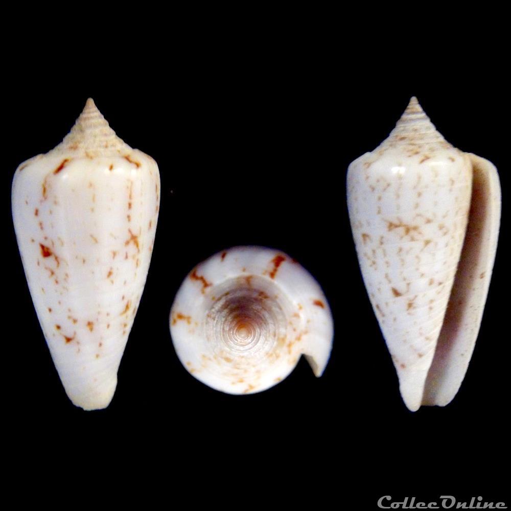 Phasmoconus (Phasmoconus) iodostoma (Reeve, 1843) coquillage fossile gastropodum phasmoconus phasmoconus iodostoma reeve 1843