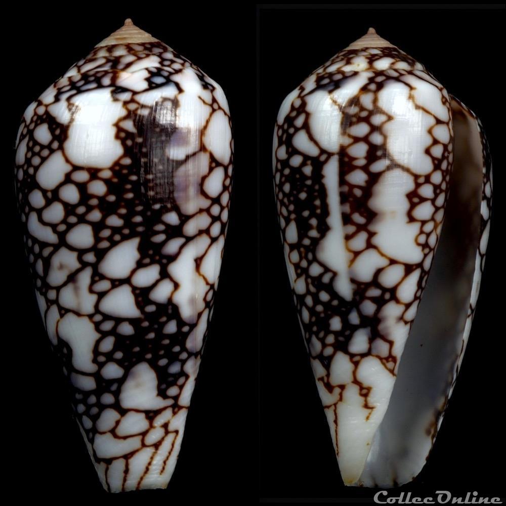 Darioconus pennaceus ssp. coquillage fossile gastropodum darioconus pennaceus ssp