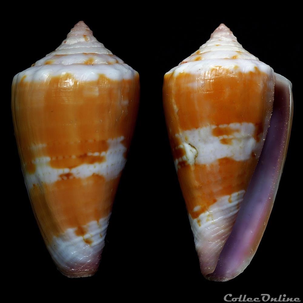 Dauciconus (Purpuriconus) sphacelatus (Sowerby I, 1833) coquillage fossile gastropodum dauciconus purpuriconus sphacelatus sowerby i 1833