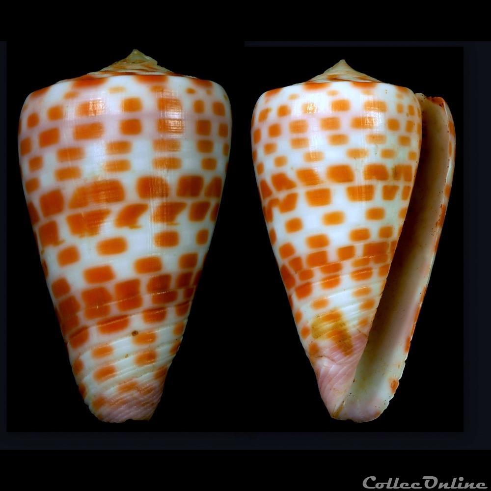 coquillage fossile gastropodum tesseliconus edaphus dall 1910