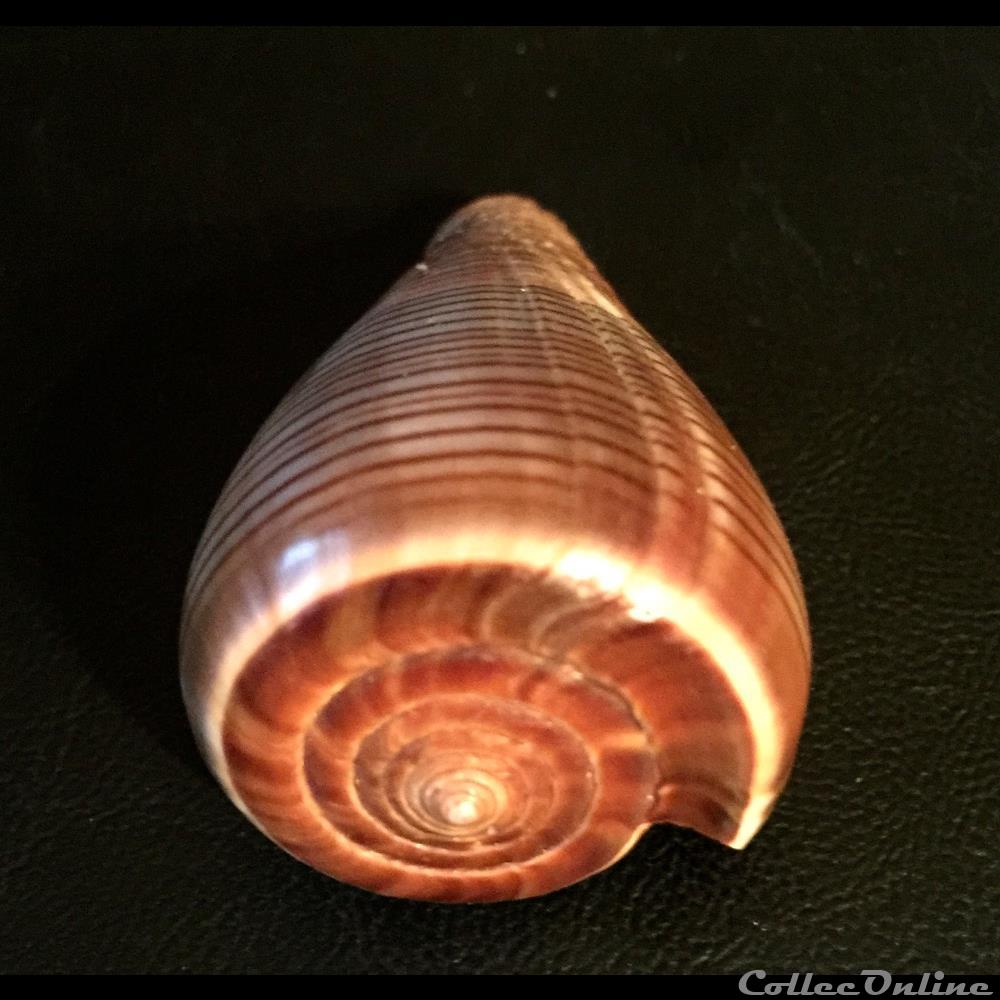 Dendroconus loroisii f. insignis (Kiener, 1845) 4 coquillage fossile gastropodum dendroconus loroisii f insignis kiener 1845