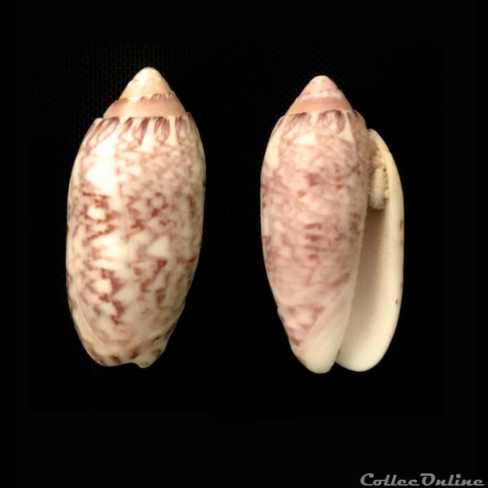 coquillage fossile gastropodum oliva annulata gmelin 1791