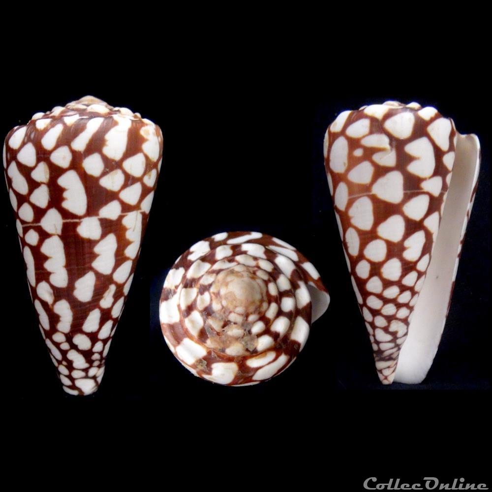 Conus marmoreus Linnaeus, 1758 coquillage fossile gastropodum conus marmoreus linnaeus 1758