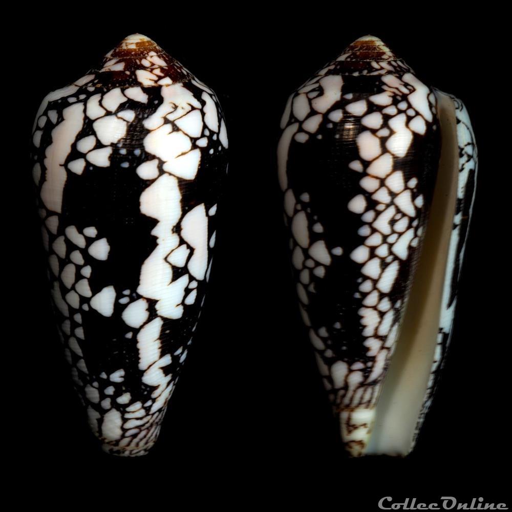 Darioconus magnificus (Reeve, 1843 coquillage fossile gastropodum darioconus magnificus reeve 1843
