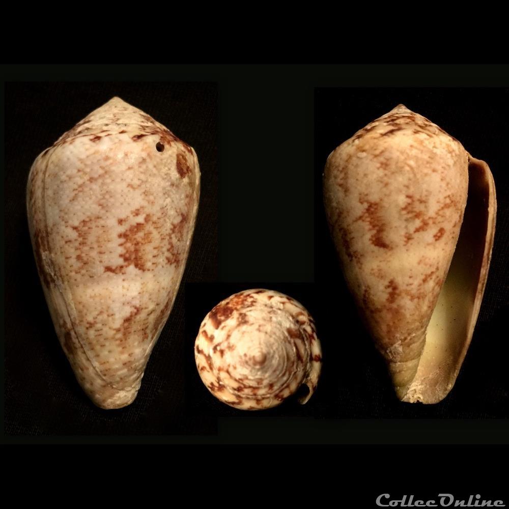 Lautoconus (Lautoconus) ventricosus (Gmelin, 1791) coquillage fossile gastropodum lautoconus lautoconus ventricosus gmelin 1791