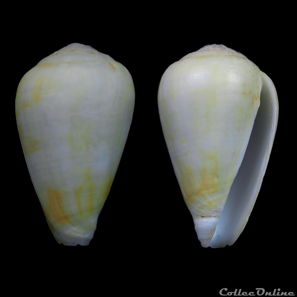 Lautoconus (Varioconus) trovaoi (Rolán & Röckel, 2000) coquillage fossile gastropodum lautoconus varioconus trovaoi rolan rockel 2000