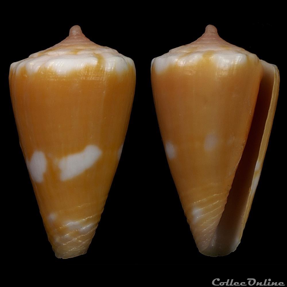 Dauciconus (Purpuriconus) magellanicus (Hwass, 1792) coquillage fossile gastropodum dauciconus purpuriconus magellanicus hwass 1792