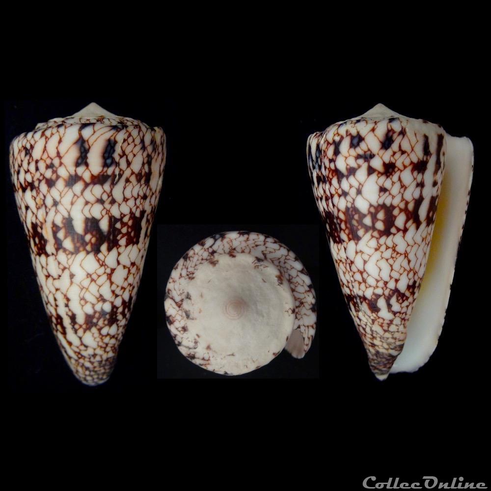 Conus nicobaricus Hwass in Bruguière, 1792 coquillage fossile gastropodum conus nicobaricus hwass in bruguiere 1792