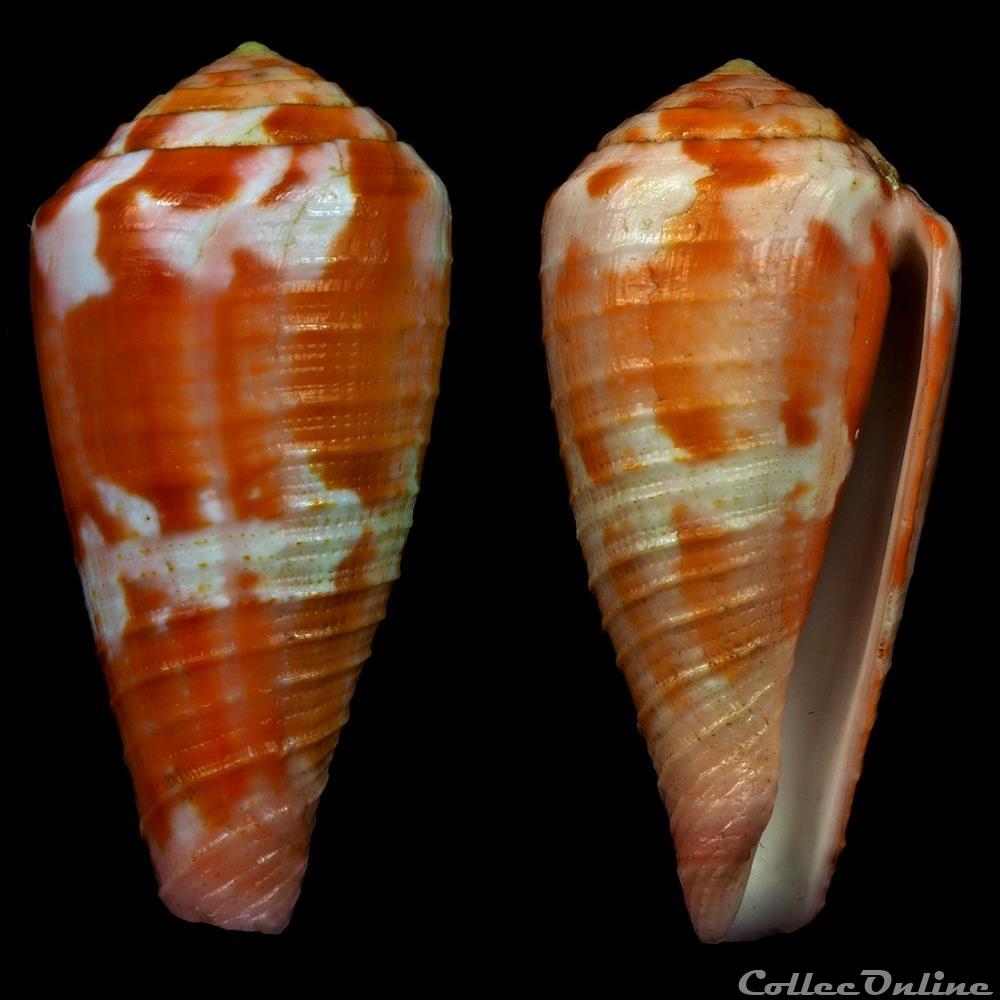 Rhizoconus pertusus pertusus (Hwass in Bruguière, 1792) coquillage fossile gastropodum rhizoconus pertusus pertusus hwass in bruguiere 1792